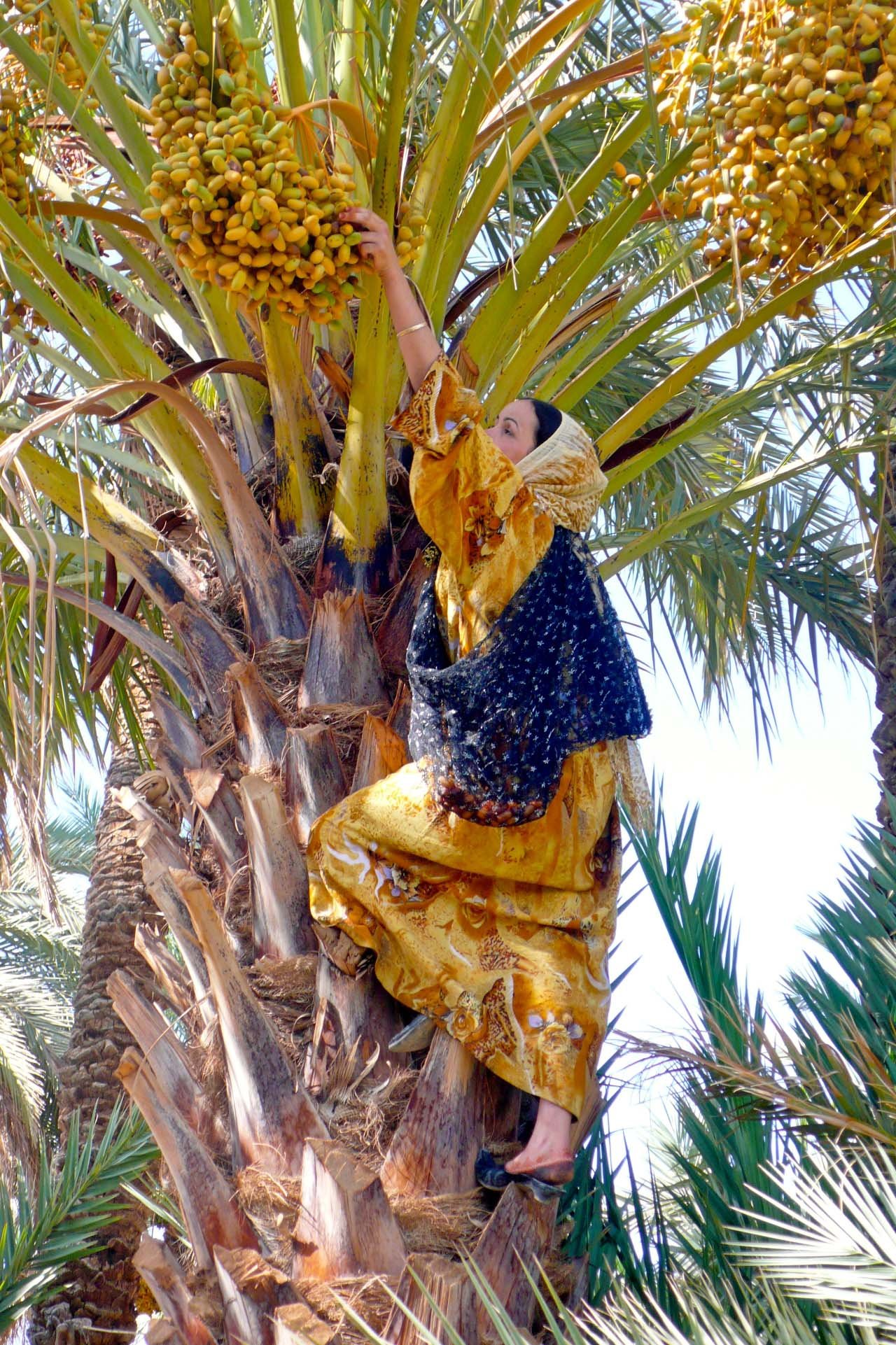 Can't miss date fruit while you heading to the Sahara_0